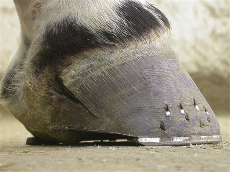 A Comparative Study: Magic Vision Hoof Packing vs. Other Hoof Care Products